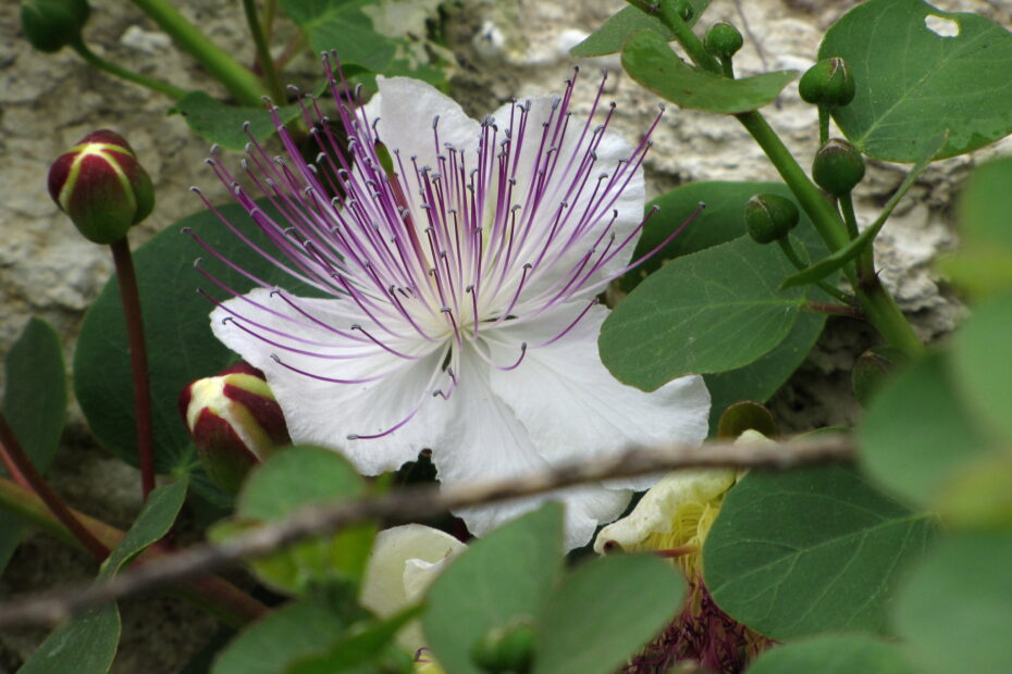 A caper bush with green buds.