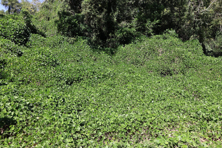 A field of kudzu plants.